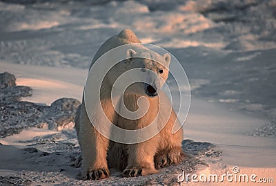 Polar bear in Canadian Arctic