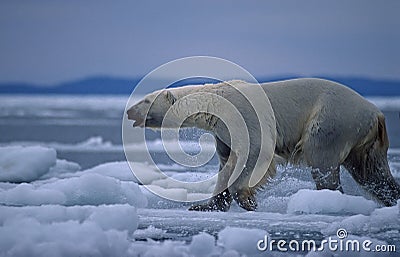 Polar bear in Canadian Arctic