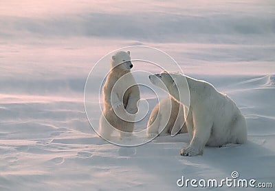 Polar bear in Canadian Arctic