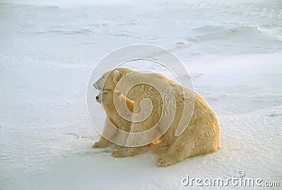 Polar bear and cub in Arctic wind