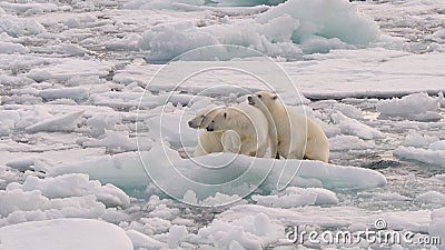 Polar Bear and cubs