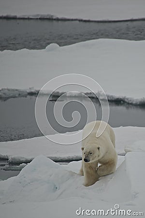 Polar bear descending ice floe in Arctic