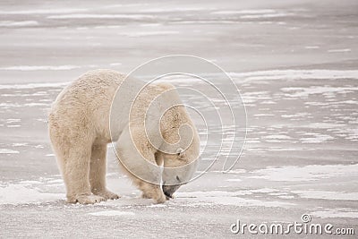 Polar Bear Digging for Food on Ice