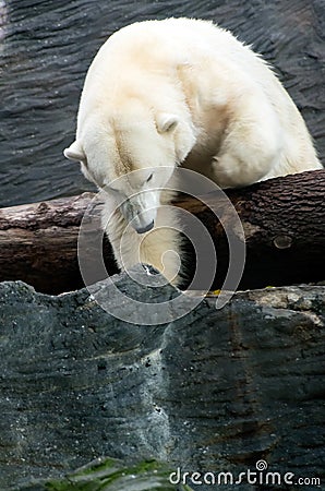 Polar Bear, friendly animals at the Prague Zoo.