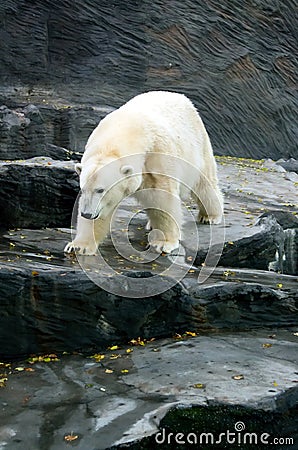 Polar Bear, friendly animals at the Prague Zoo.
