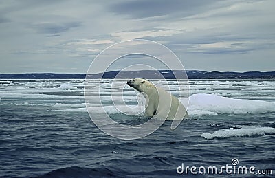 Polar bear on ice floe in Canadian Arctic
