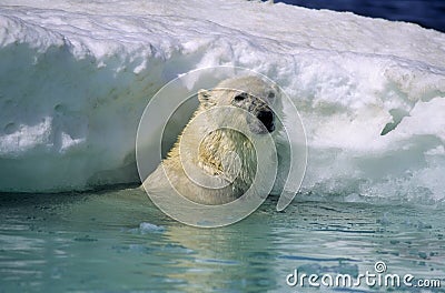 Polar bear in ice flow