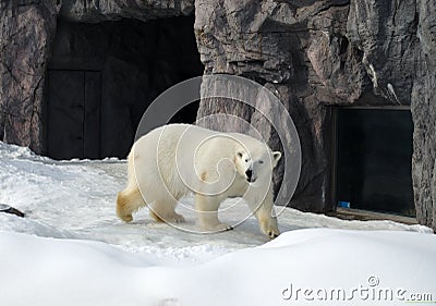 Polar Bear in Japan Zoo