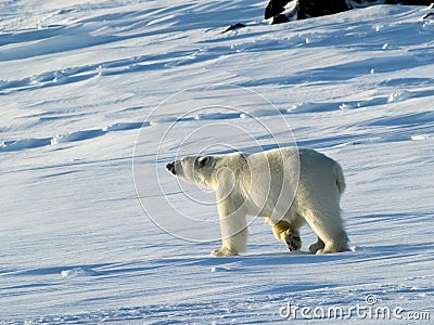 Polar bear, King of the Arctic