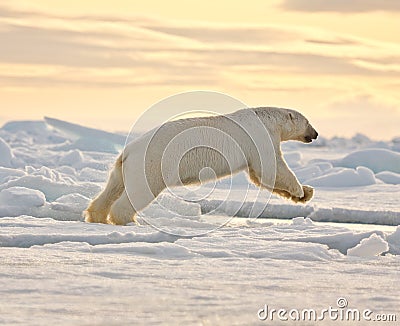 Polar Bear Leaping in the Snow
