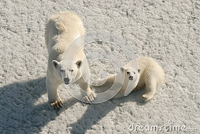 Polar bear mother and cub