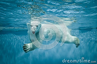 Polar bear