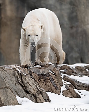 Polar bear walking on rocks