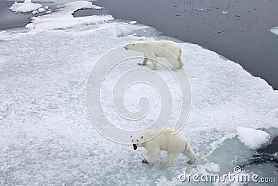 Polar bears