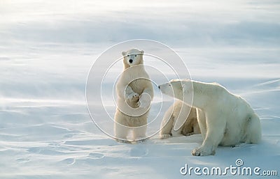 Polar bears in blowing snow storm,soft focus