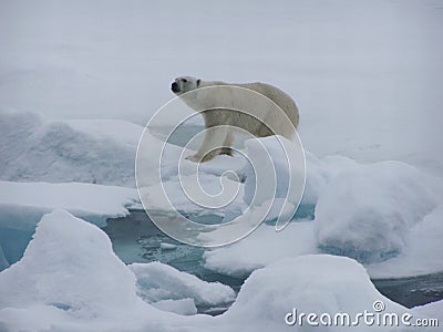 Polarbear Hunting Seal Royalty Free Stock Ima