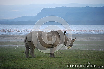 Pollution in Paradise - Rhino