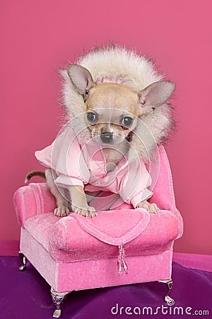 Poltrona da cor-de-rosa do estilo do barbie do cão da chihuahua da forma