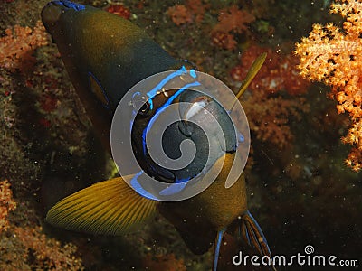 Pomacanthus annularis - Blue ring angel fish