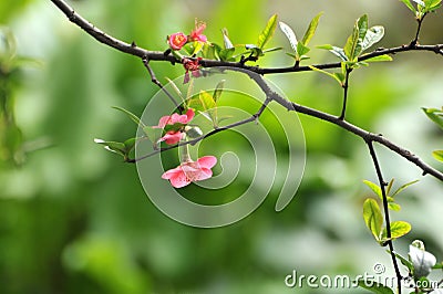 Pomegranate flower