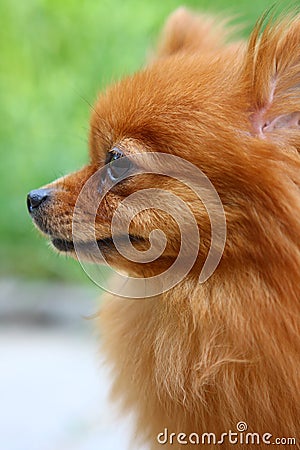 Pomeranian dog