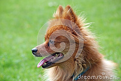 Pomeranian dog