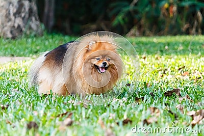 Pomeranian dog defecating on green grass