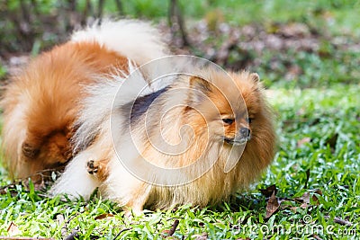 Pomeranian dog peeing on green grass in the garden