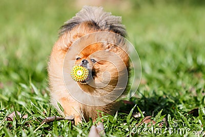 Pomeranian dog playing with a ball toy on green grass in the gar