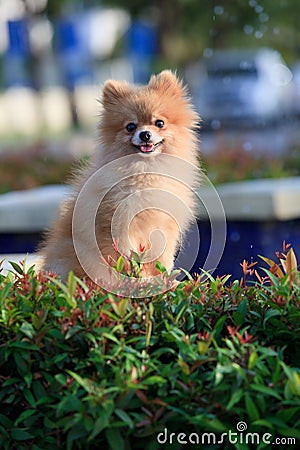 Pomeranian dog sitting and watching in home garden