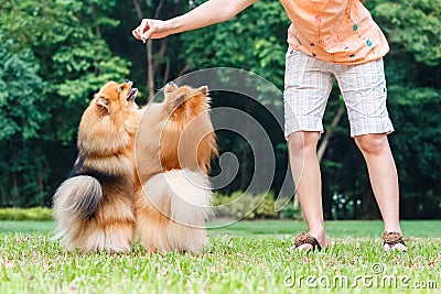 Pomeranian dogs standing on its hind legs to get a treat