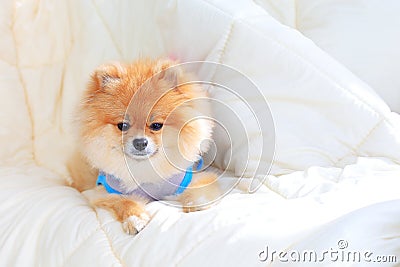 pomeranian wearing clothes pomeranian grooming wear clothes on bed stock photo image 39893805 pomeranian wearing clothes pomeranian grooming wear clothes on bed stock photo image 39893805