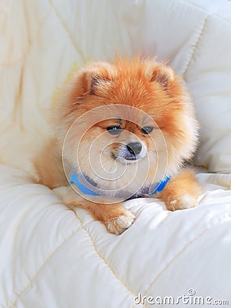 pomeranian wearing clothes pomeranian grooming wear clothes on bed stock photo image 39893836 pomeranian wearing clothes pomeranian grooming wear clothes on bed stock photo image 39893836