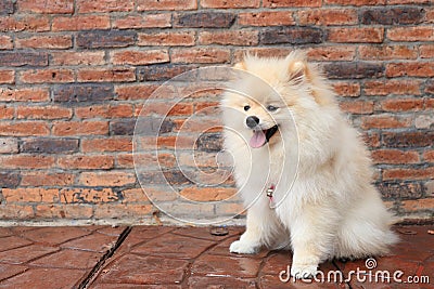 Pomeranian puppy dog