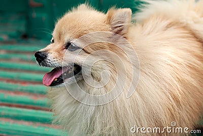 Pomeranian puppy dog