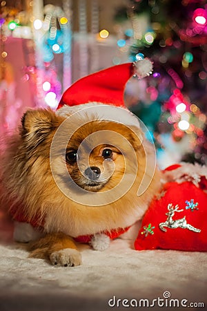 Pomeranian puppy in santa clothing