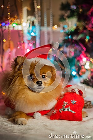Pomeranian puppy in santa clothing