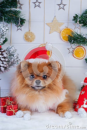 Pomeranian in santa clothing on a background of Christmas decorations