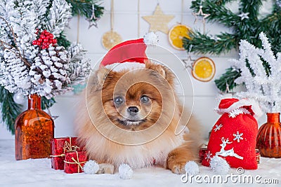 Pomeranian in santa clothing on a background of Christmas decorations