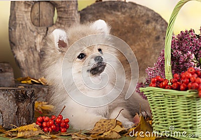 Pomeranian spitz