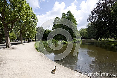 Pond with ducks vondel park amsterdam