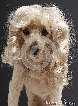 Poodle with Blonde Ringlets