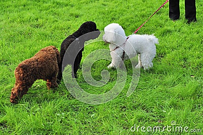 Poodle dogs