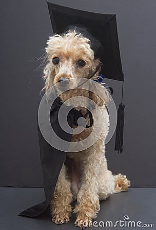 Poodle In Graduation Cap and Gown