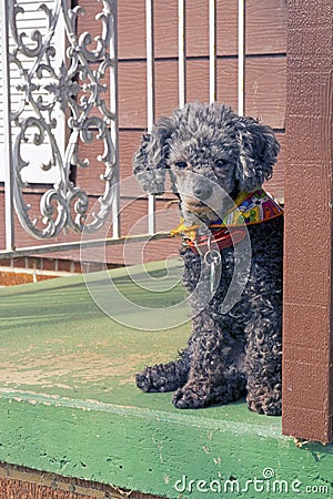 Poodle waits on the porch