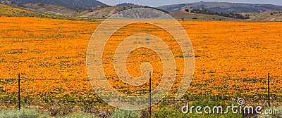 Poppies of Antelope Valley