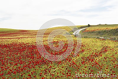 Poppies field road