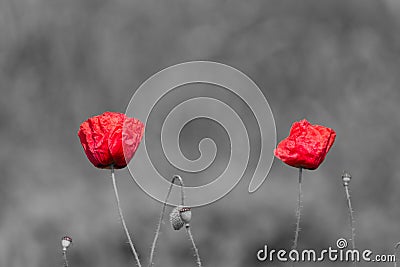 Poppy flowers with abstract black and white background