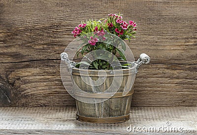 A popular fragrant biennial garden plant, Sweet William