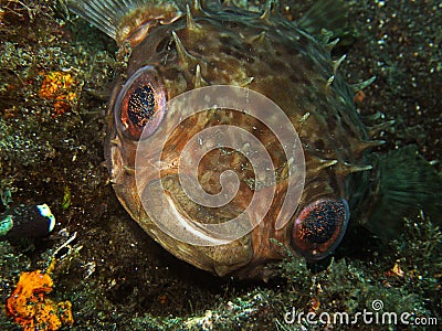 Porcupine Fish saying hello